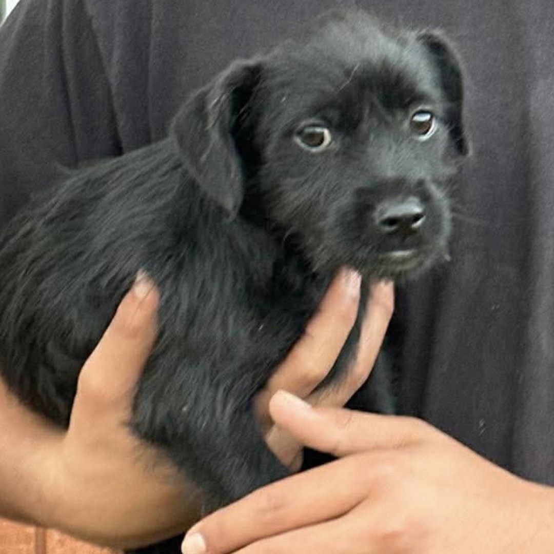 Enlarge Millie, an adopted mixed breed in Seal Beach, CA image 3/4