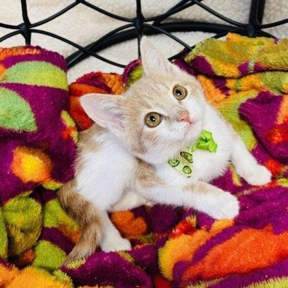 Pan, a Adoptable Domestic Short Hair in Walnut Cove, NC image 1/2