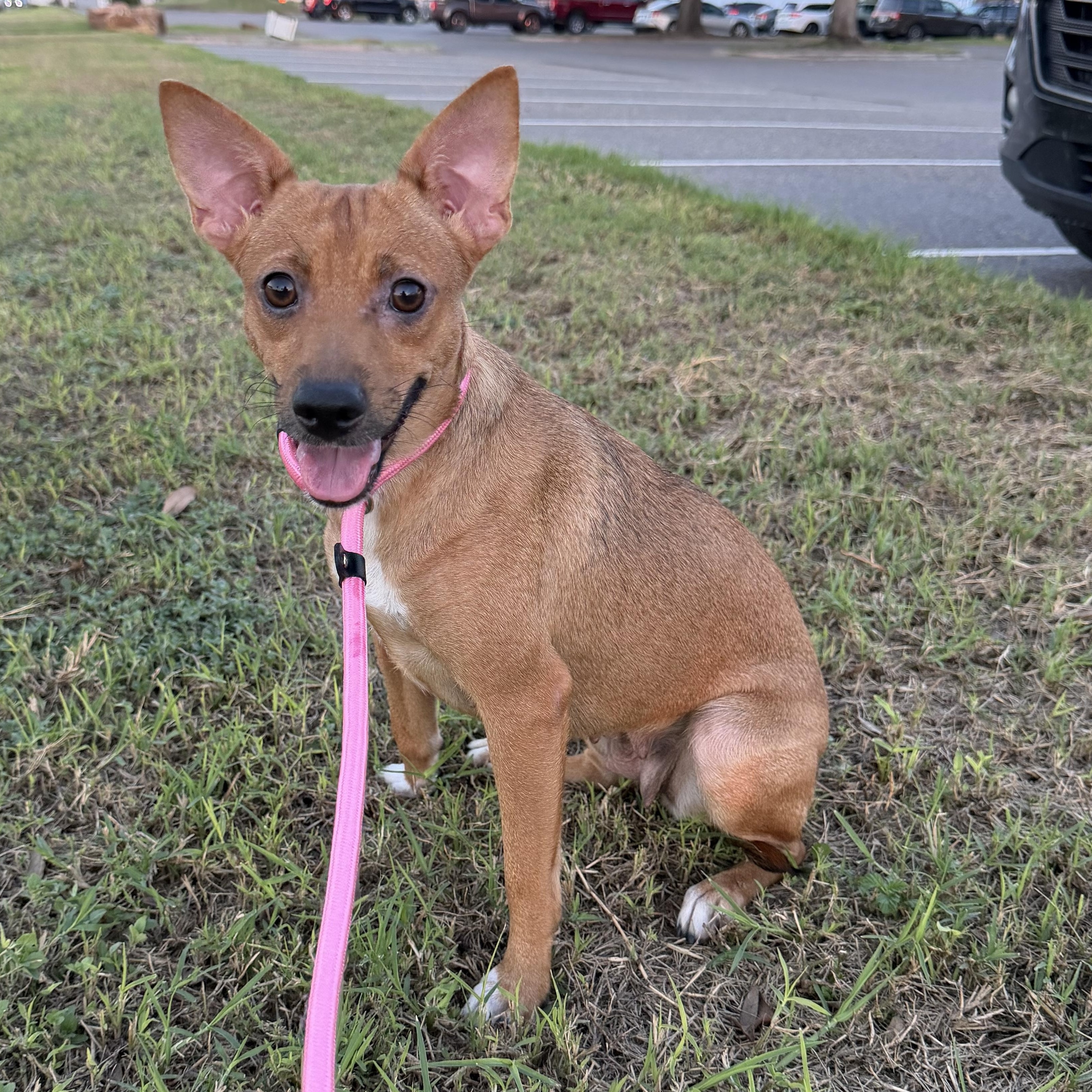 Bella girl photo