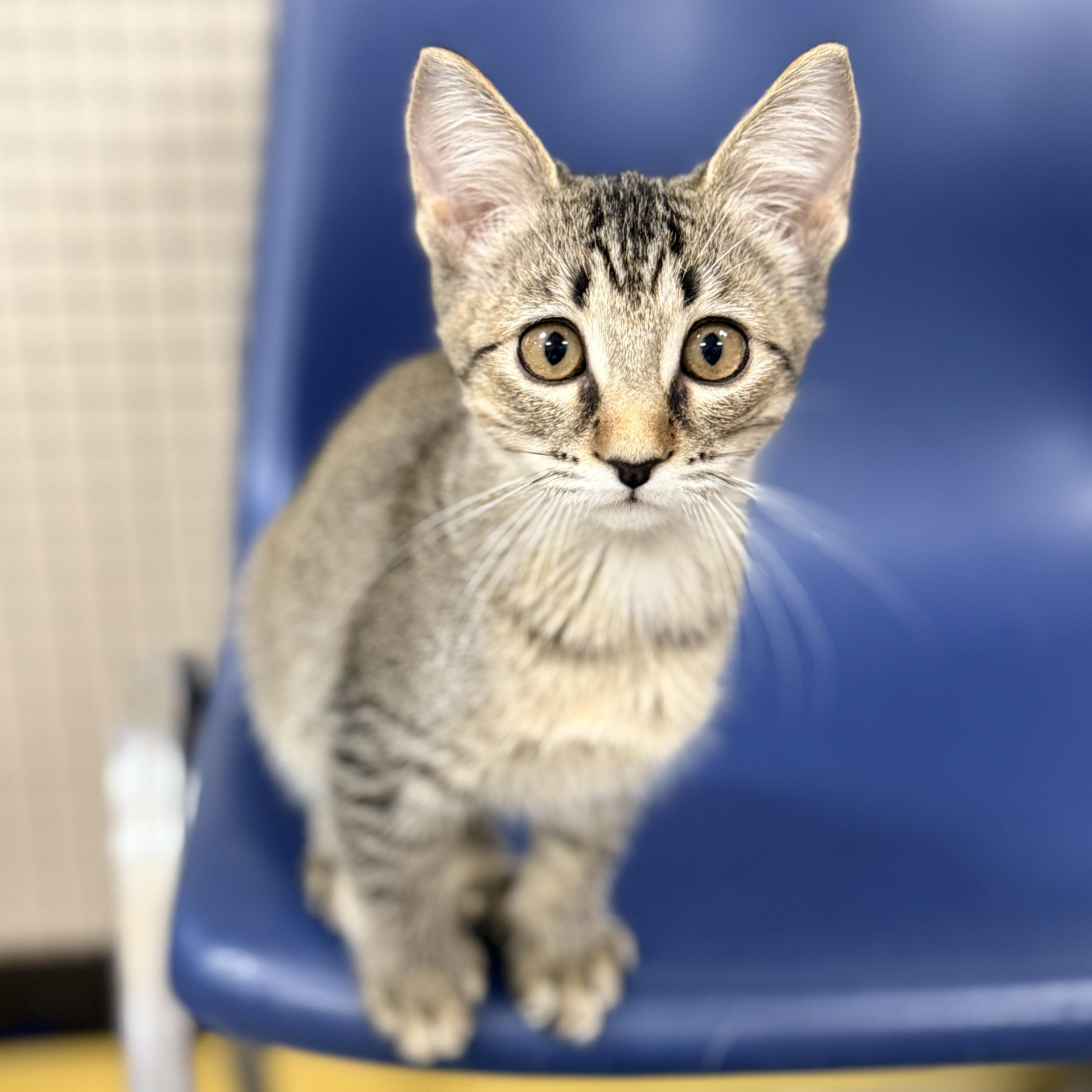 Enlarge Octagon, a Adoptable Domestic Short Hair in Collierville, TN image 2/4