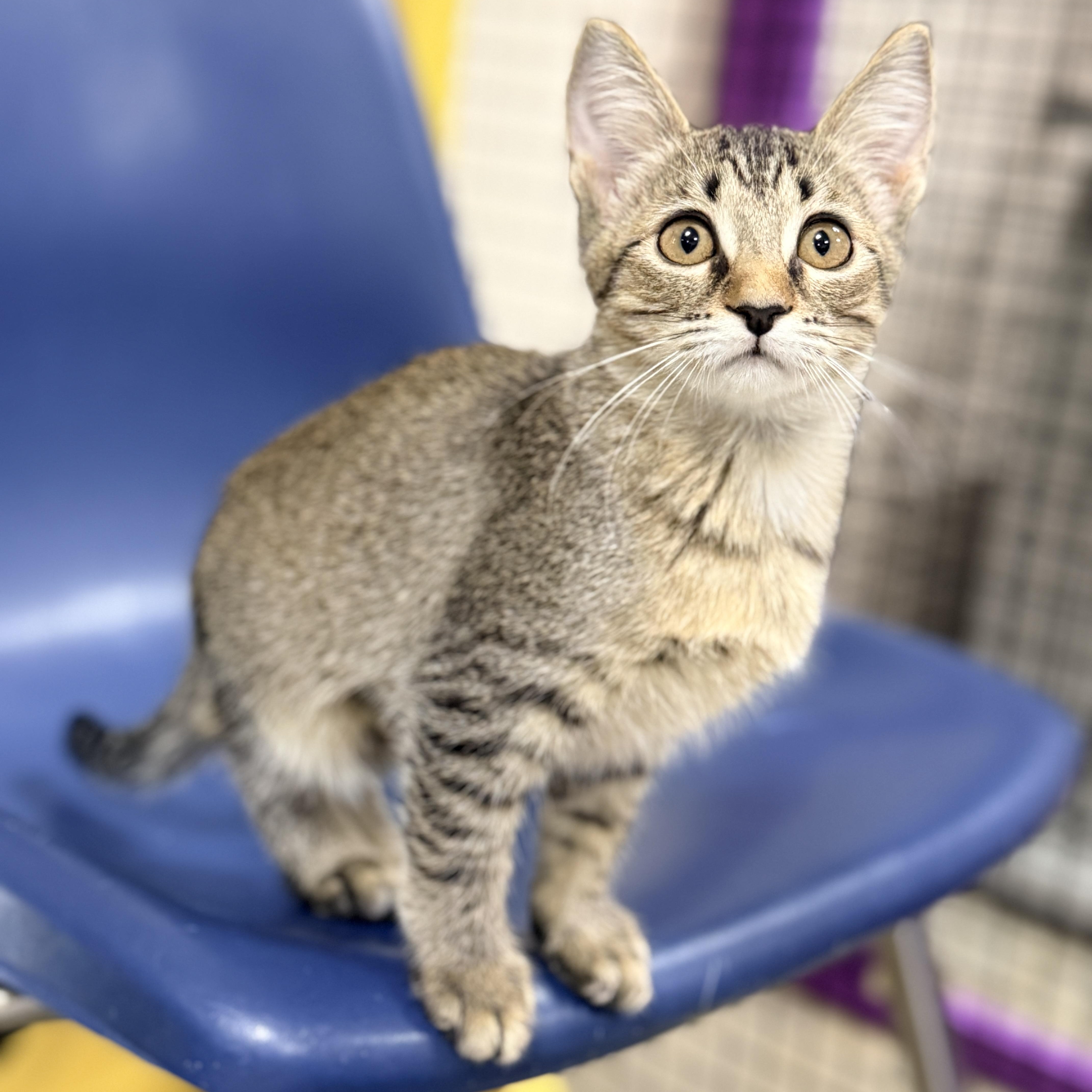 Enlarge Octagon, a Adoptable Domestic Short Hair in Collierville, TN image 1/4