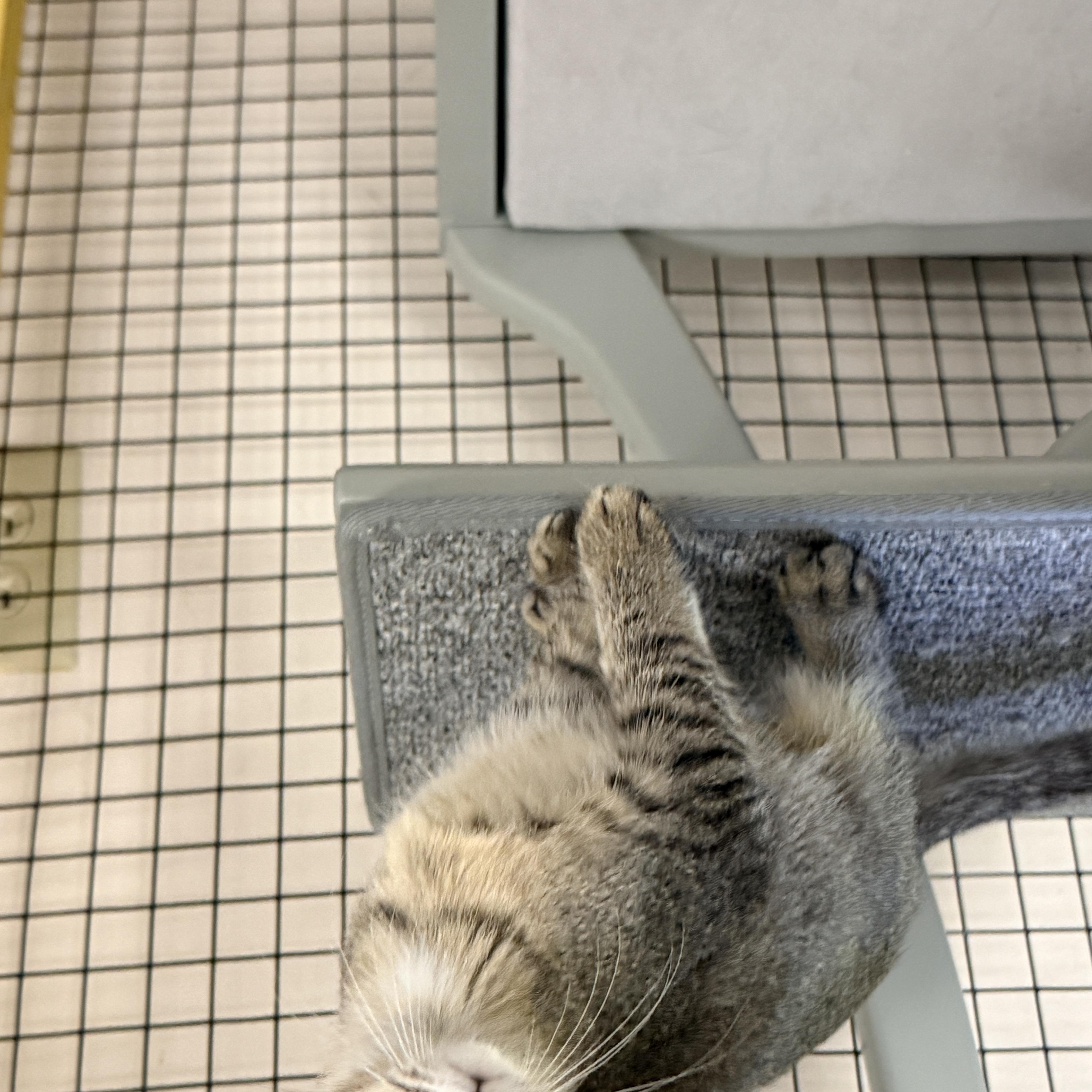 Enlarge Octagon, a Adoptable Domestic Short Hair in Collierville, TN image 4/4