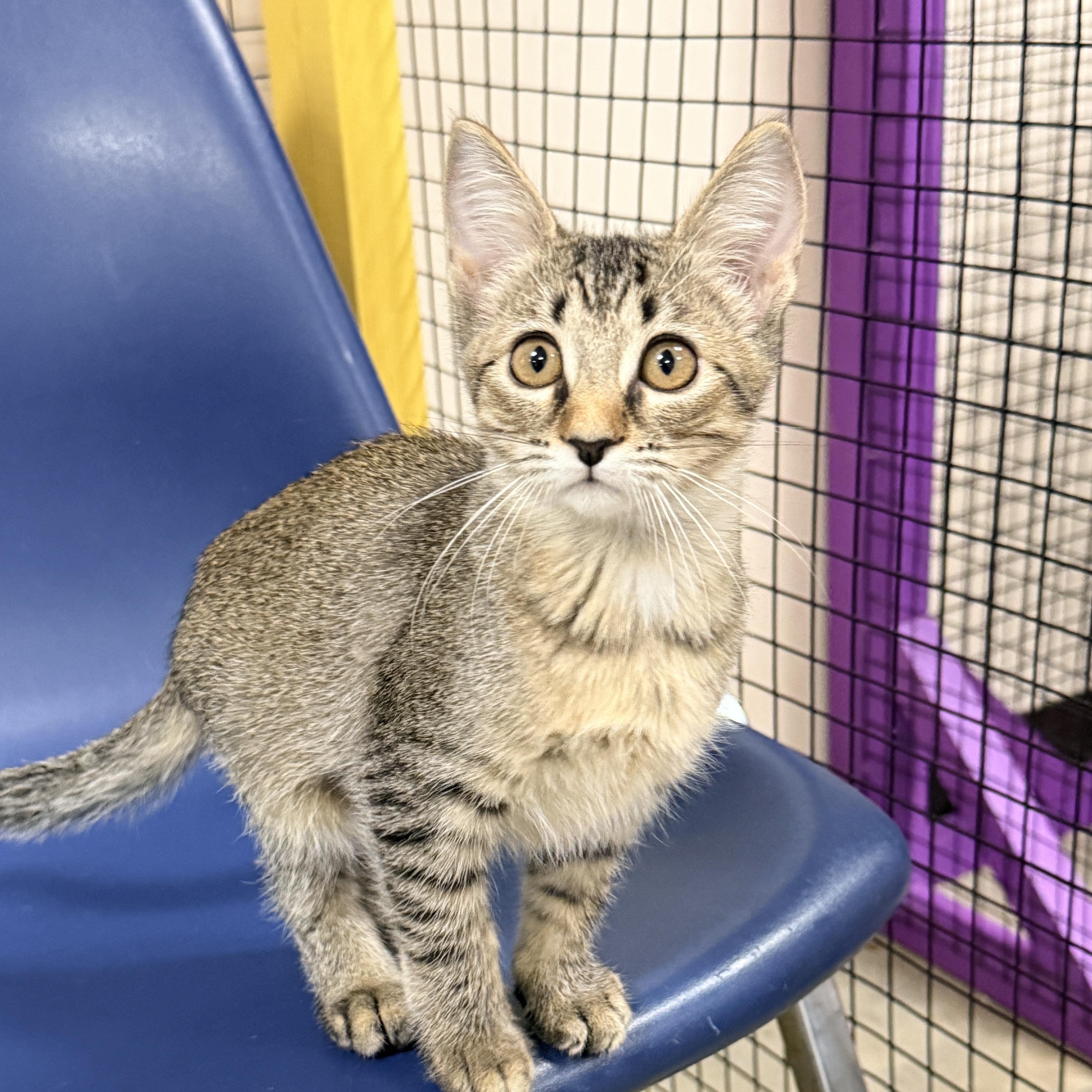Enlarge Octagon, a Adoptable Domestic Short Hair in Collierville, TN image 3/4