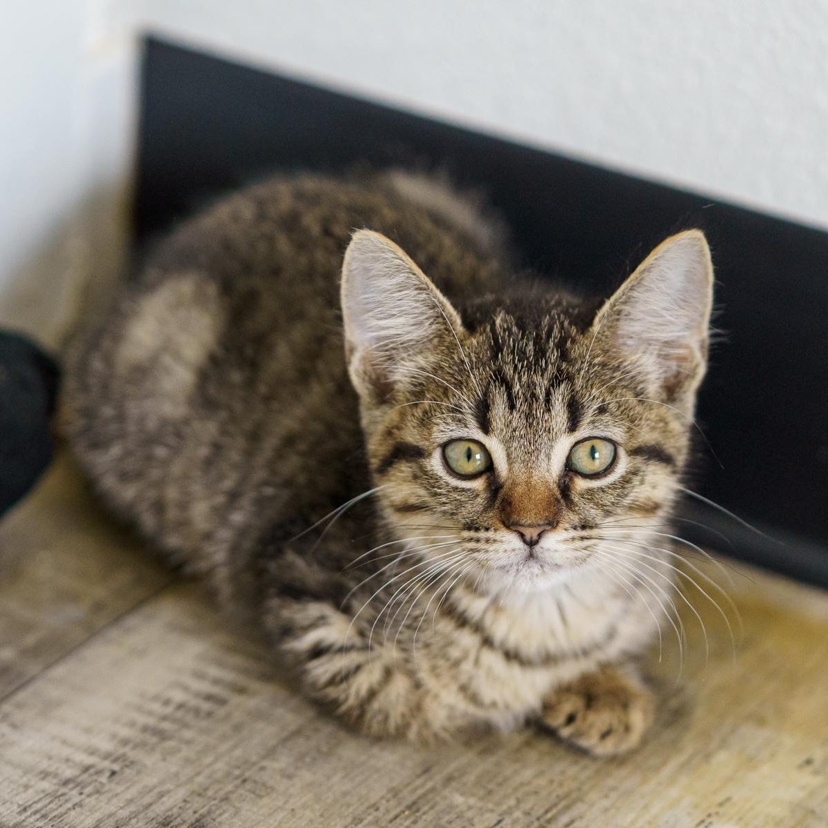 Wyndam, adopted, Kitten Female Tabby.