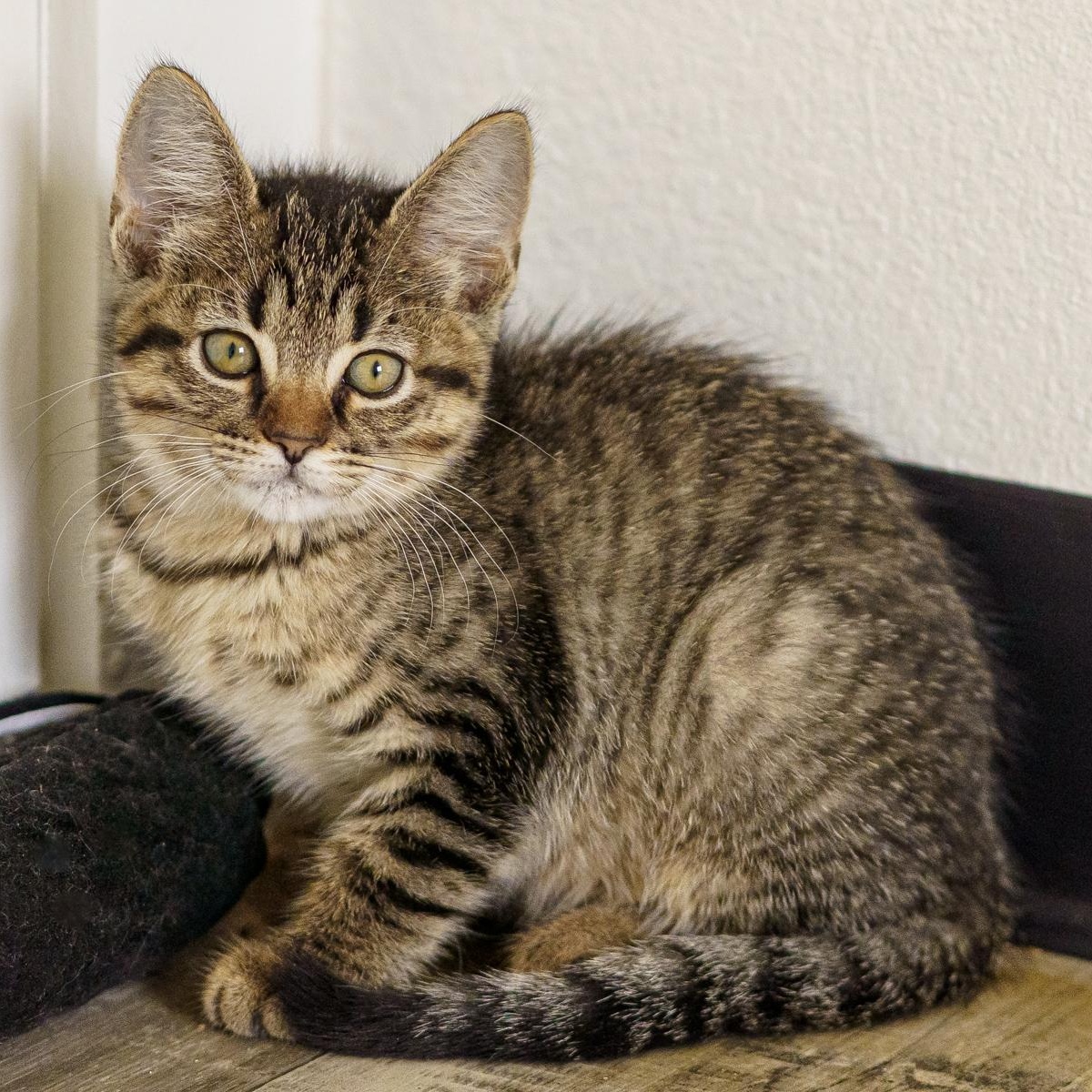 Wyndam, an adopted Tabby in LAMPASAS, TX image 2/2
