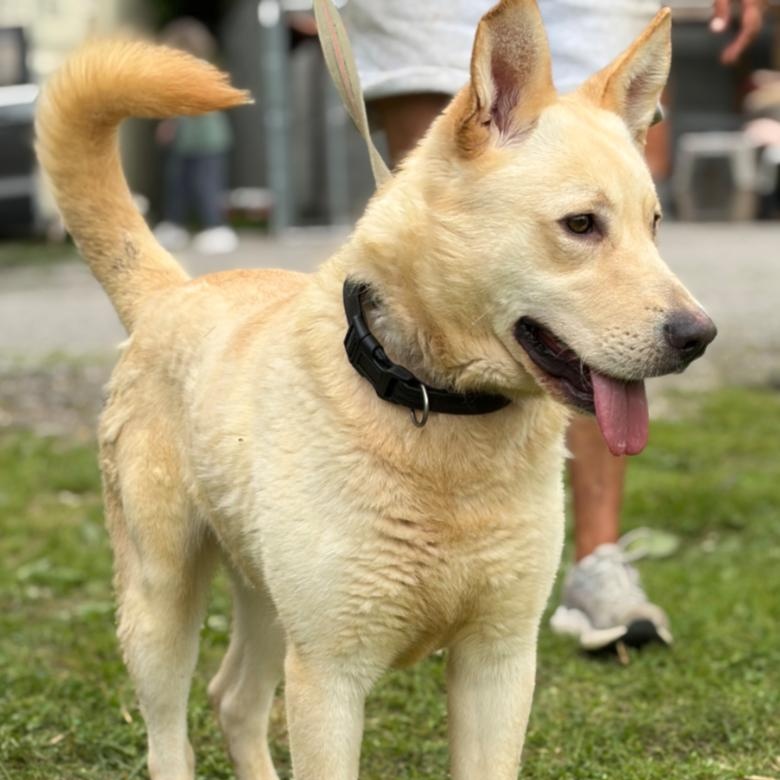 Ace, Adoptable, Adult Male German Shepherd Dog & Labrador Retriever.