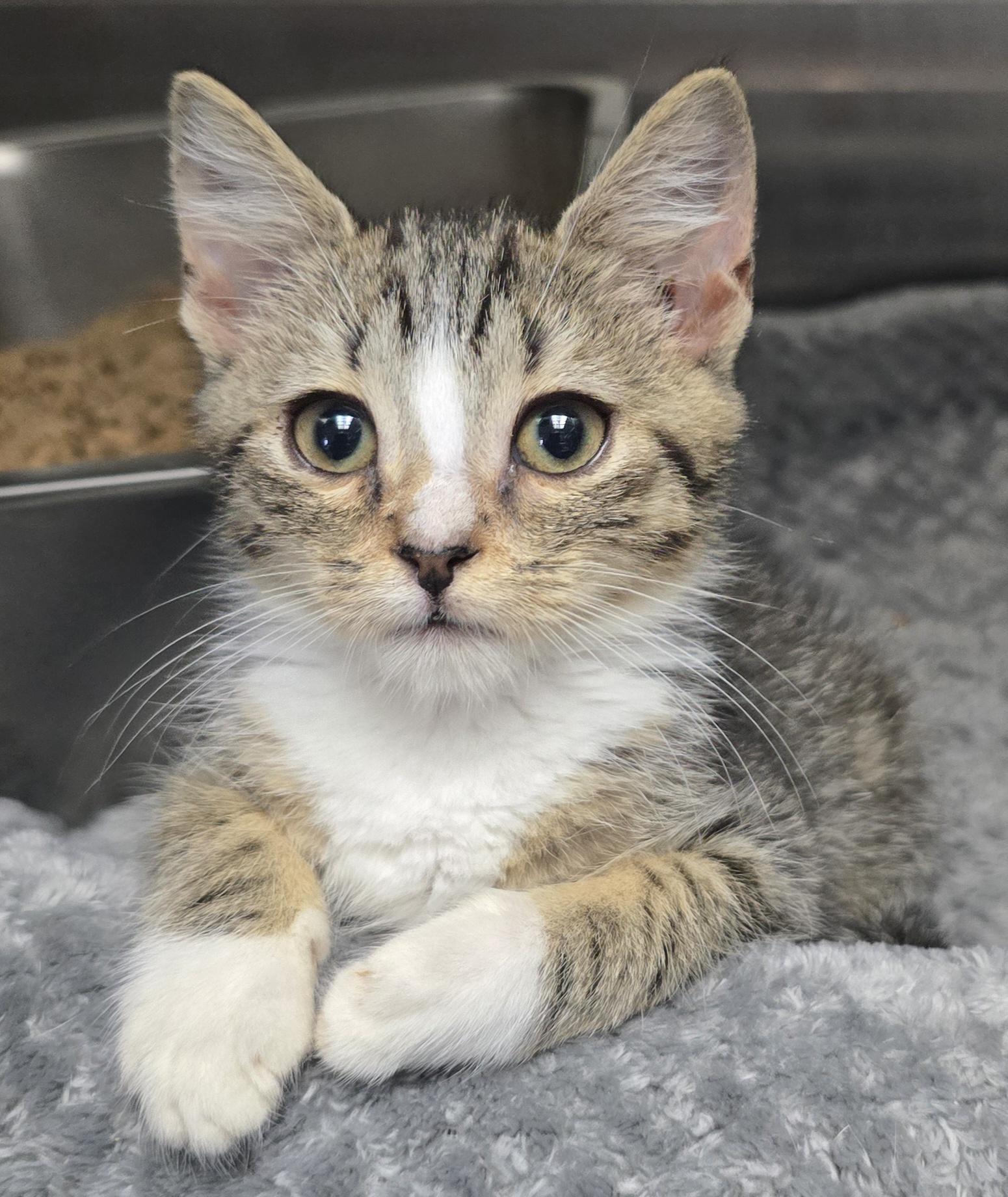 Enlarge Aurora, an adopted Domestic Short Hair in Havelock, NC image 1/1