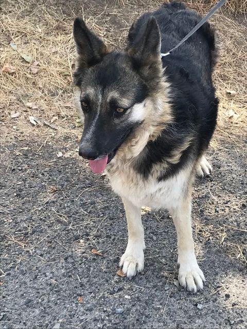Enlarge Bethany  Oakhurst, CA, a Adopted German Shepherd Dog in Oakhurst, CA image 1/4