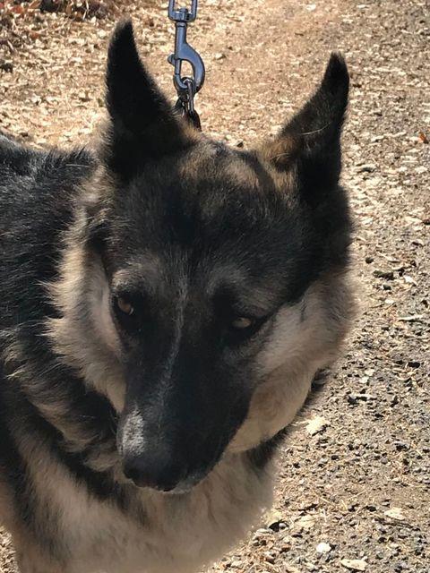 Enlarge Bethany  Oakhurst, CA, a Adopted German Shepherd Dog in Oakhurst, CA image 2/4