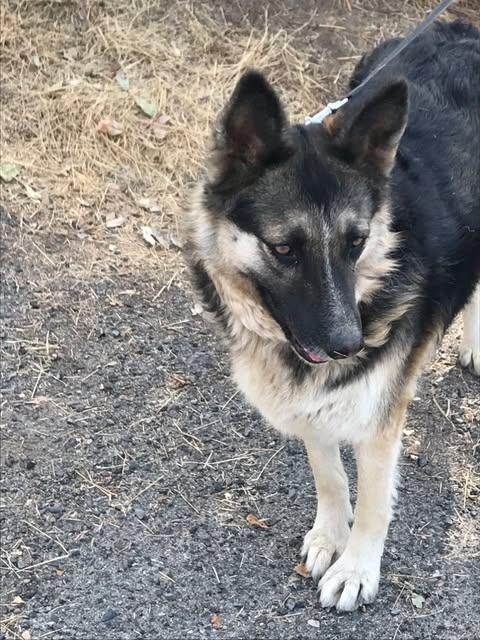 Enlarge Bethany  Oakhurst, CA, a Adopted German Shepherd Dog in Oakhurst, CA image 3/4