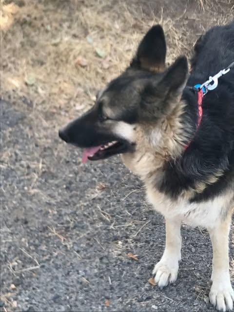 Enlarge Bethany  Oakhurst, CA, a Adopted German Shepherd Dog in Oakhurst, CA image 4/4