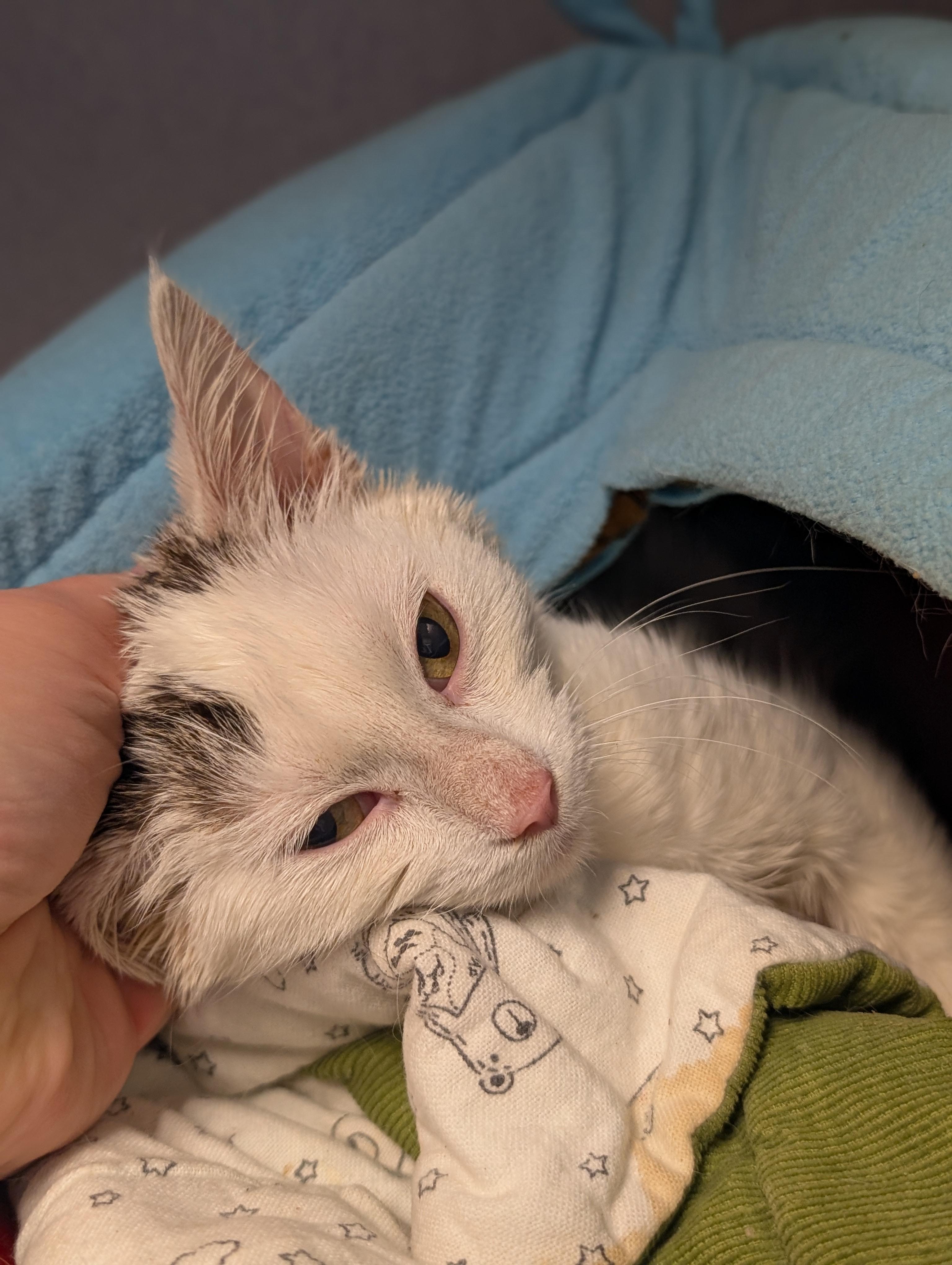 Mr. Clean — thumbnail 2