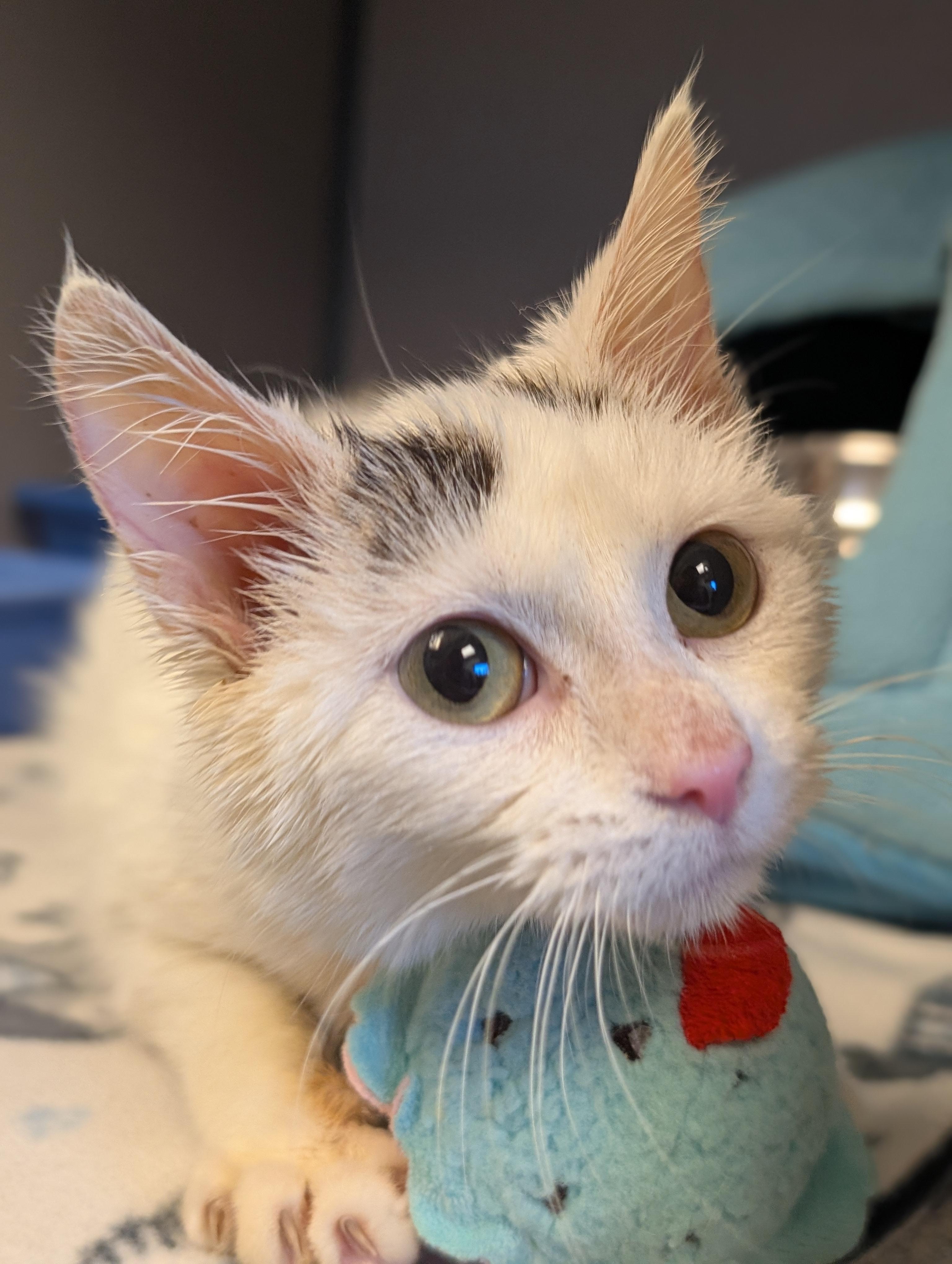 Mr. Clean — thumbnail 3