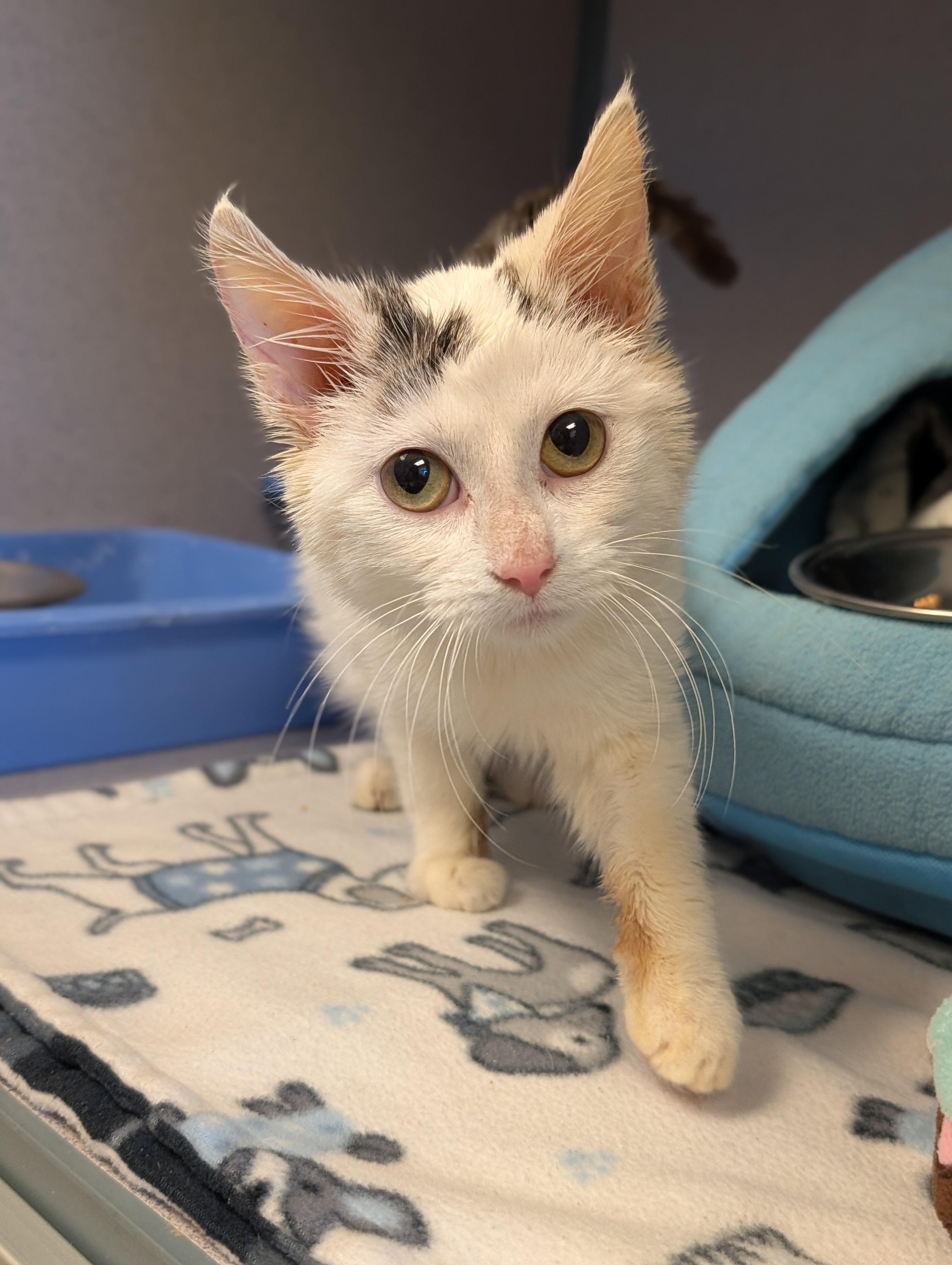 Mr. Clean — thumbnail 4