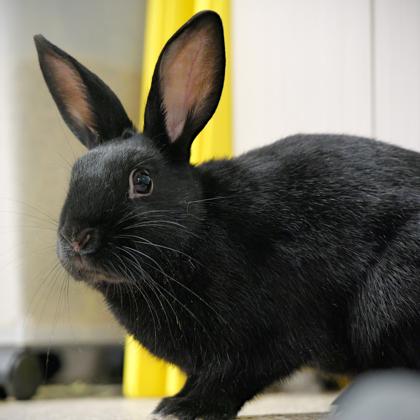 Thumper, Adoptable, Baby Female Lionhead & Bunny Rabbit.