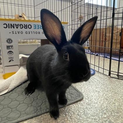 Thumper, a Adoptable mixed breed in Wheaton, IL image 2/3