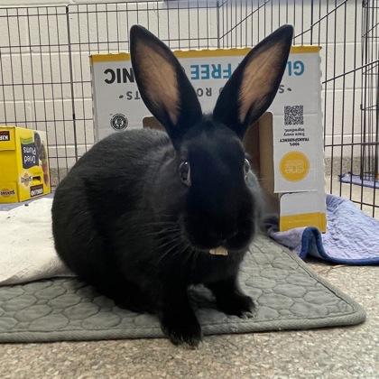 Thumper, a Adoptable mixed breed in Wheaton, IL image 3/3