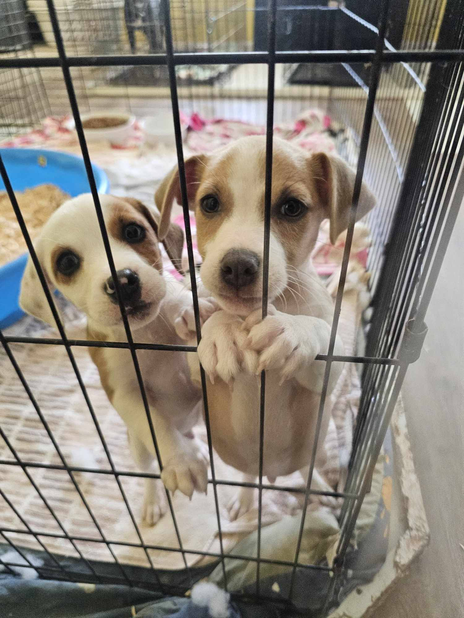 Dog for adoption CAIN AND ABEL, a Jack Russell Terrier & Beagle Mix