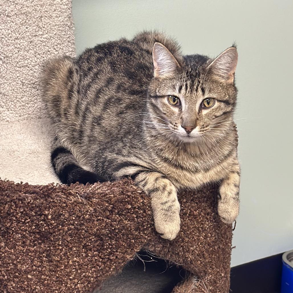 Mikhail, Adoptable, Adult Male Domestic Short Hair.