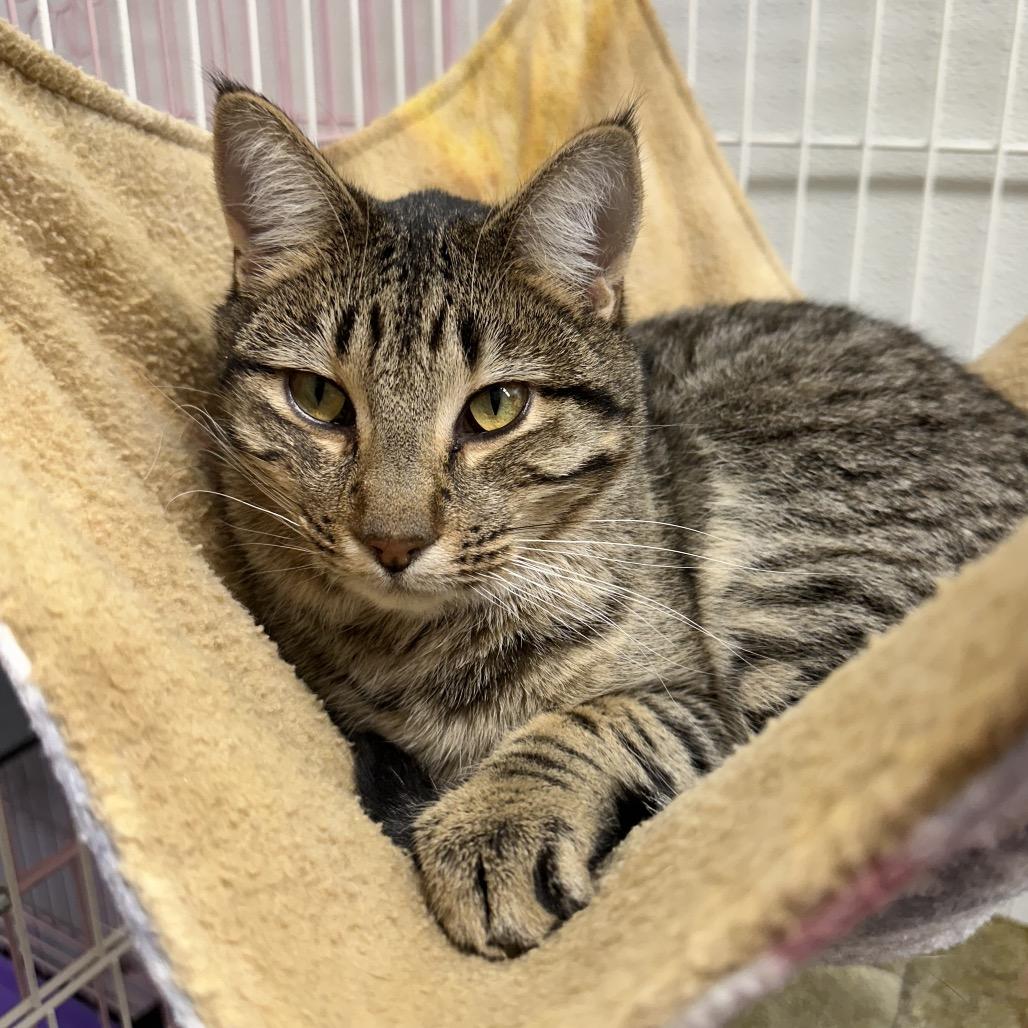 Enlarge Mikhail, a Adoptable Domestic Short Hair in Priest River, ID image 2/6