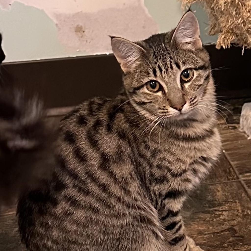 Enlarge Mikhail, a Adoptable Domestic Short Hair in Priest River, ID image 3/6