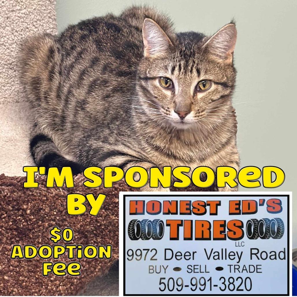 Enlarge Mikhail, a Adoptable Domestic Short Hair in Priest River, ID image 4/6