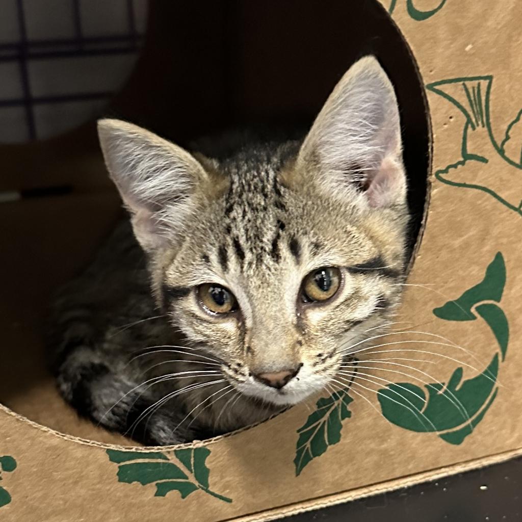 Enlarge Mikhail, a Adoptable Domestic Short Hair in Priest River, ID image 5/6