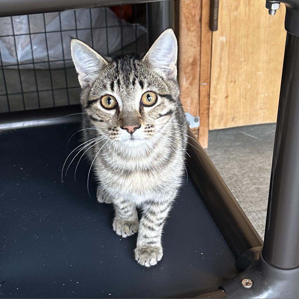 Enlarge Mikhail, a Adoptable Domestic Short Hair in Priest River, ID image 6/6