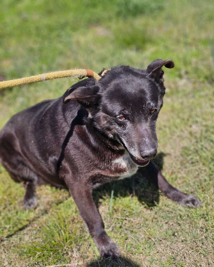 Cassia, Adoptable, Adult Female Labrador Retriever & Cattle Dog.