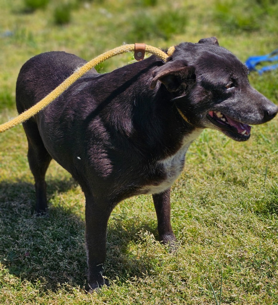 Enlarge Cassia, a Adoptable mixed breed in Manchester, CT image 2/3