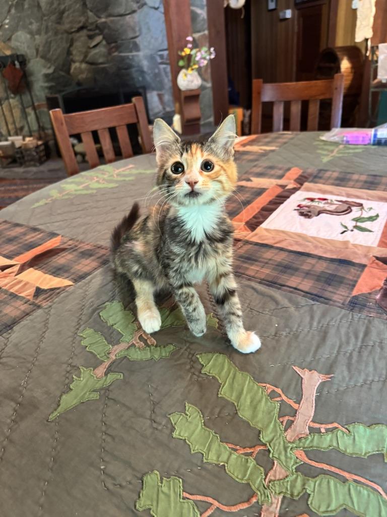 Enlarge Maree & Billy, an adopted Domestic Medium Hair in Emeryville, CA image 3/3