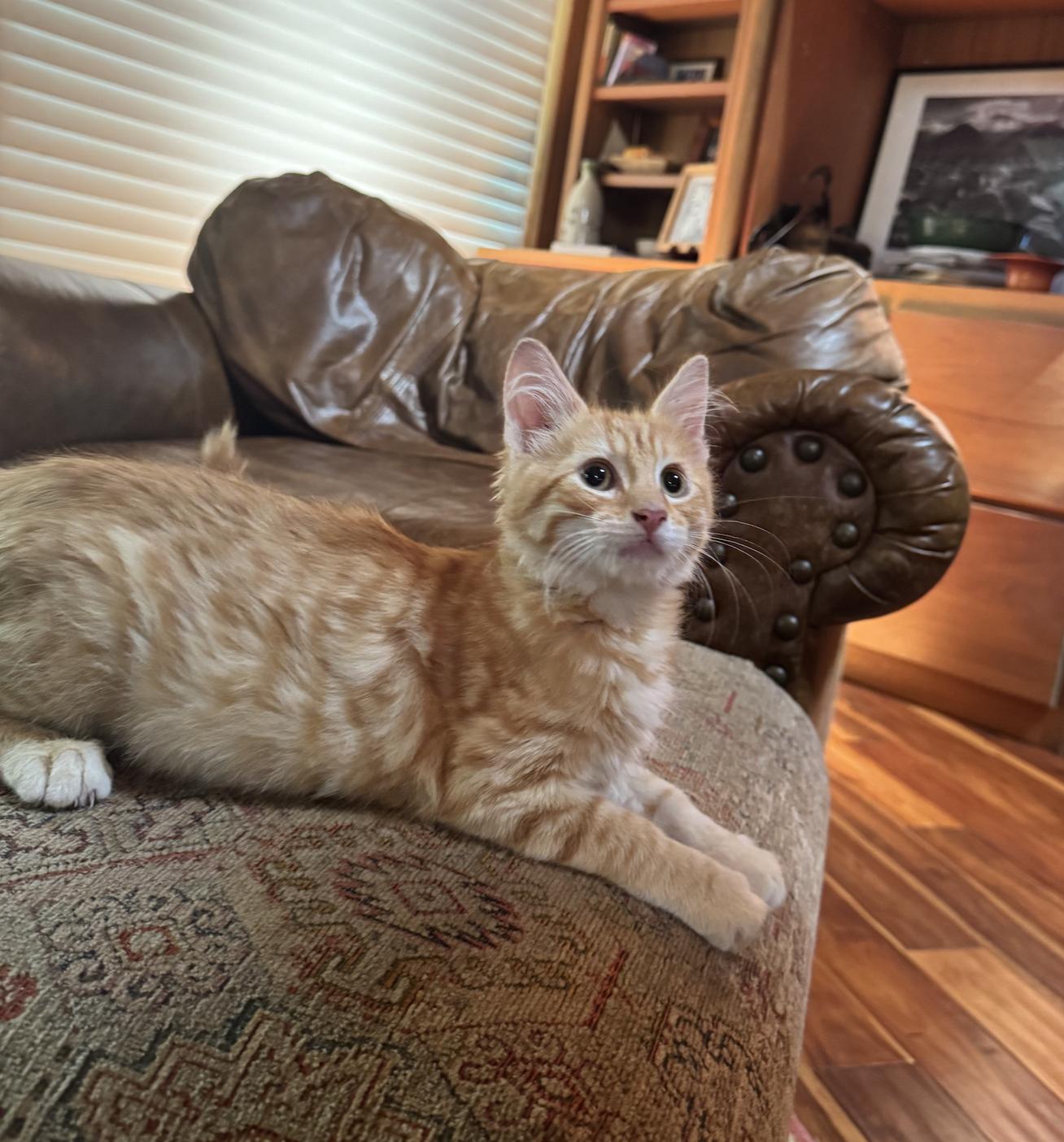 Enlarge Maree & Billy, an adopted Domestic Medium Hair in Emeryville, CA image 2/3