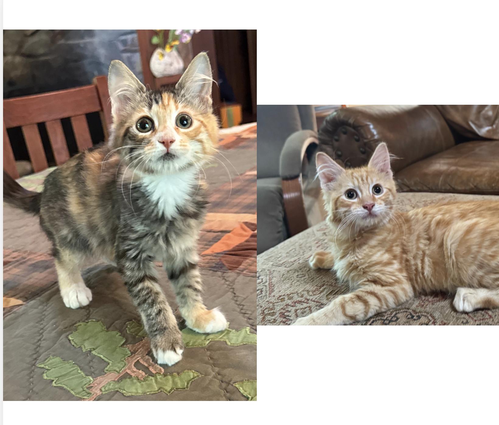 Enlarge Maree & Billy, an adopted Domestic Medium Hair in Emeryville, CA image 1/3