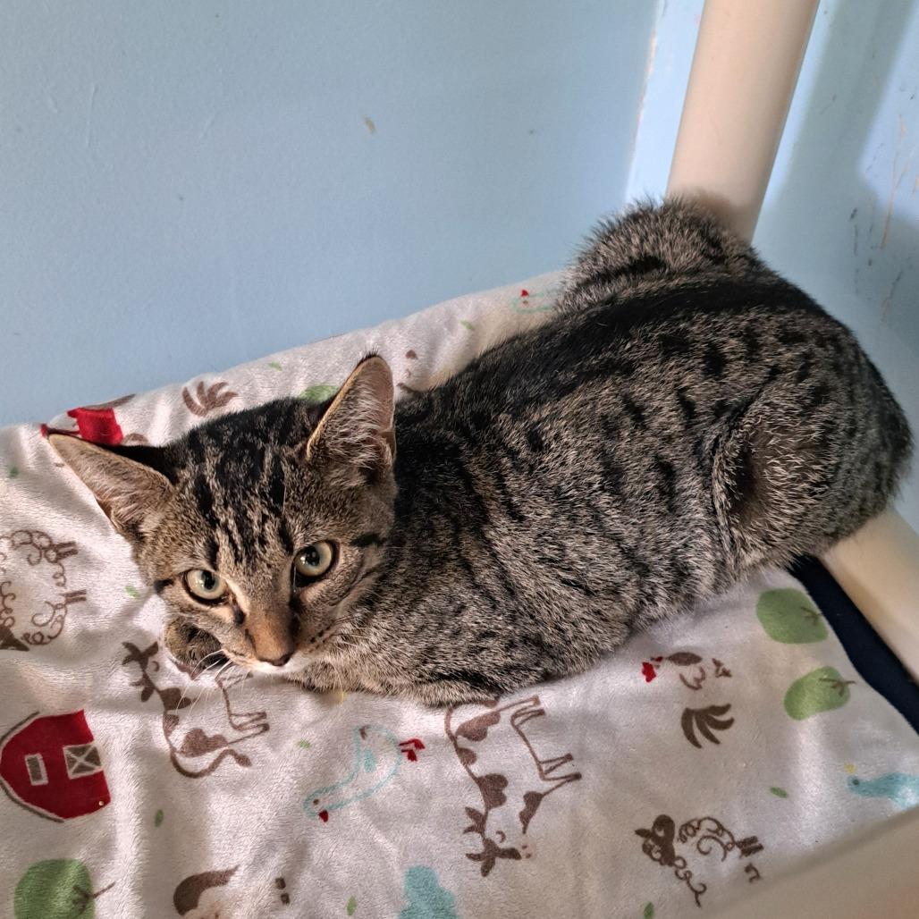 Enlarge Misty, a Adoptable mixed breed in Brownsboro, AL image 1/5