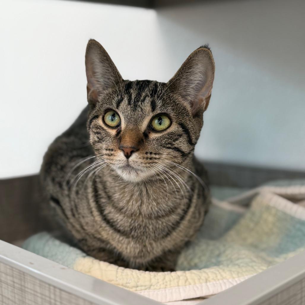 Enlarge Misty, a Adoptable mixed breed in Brownsboro, AL image 2/5
