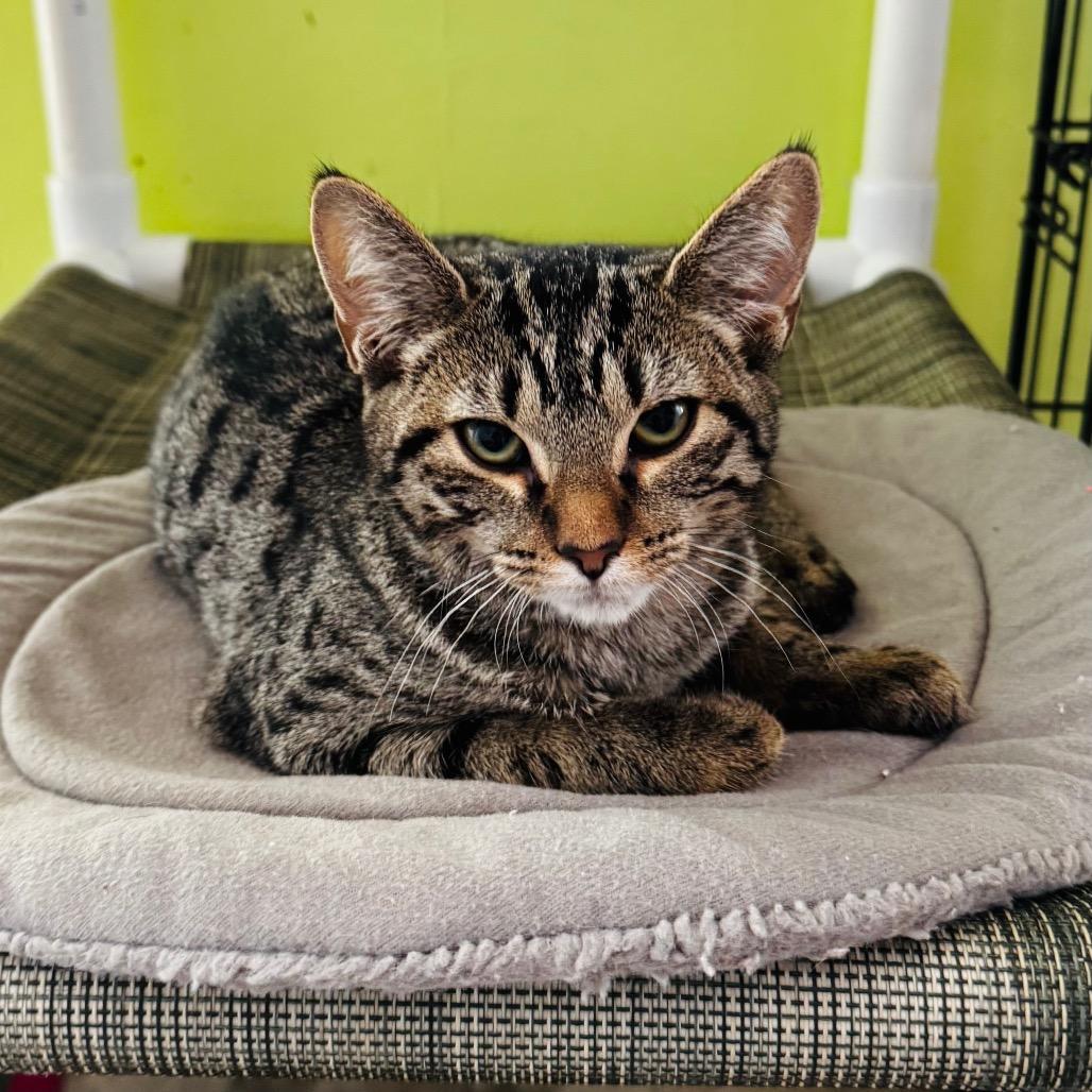 Enlarge Misty, a Adoptable mixed breed in Brownsboro, AL image 3/5