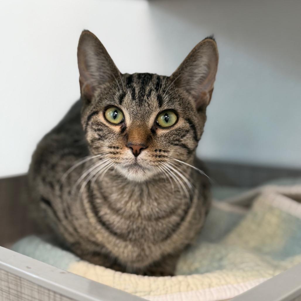 Enlarge Misty, a Adoptable mixed breed in Brownsboro, AL image 4/5