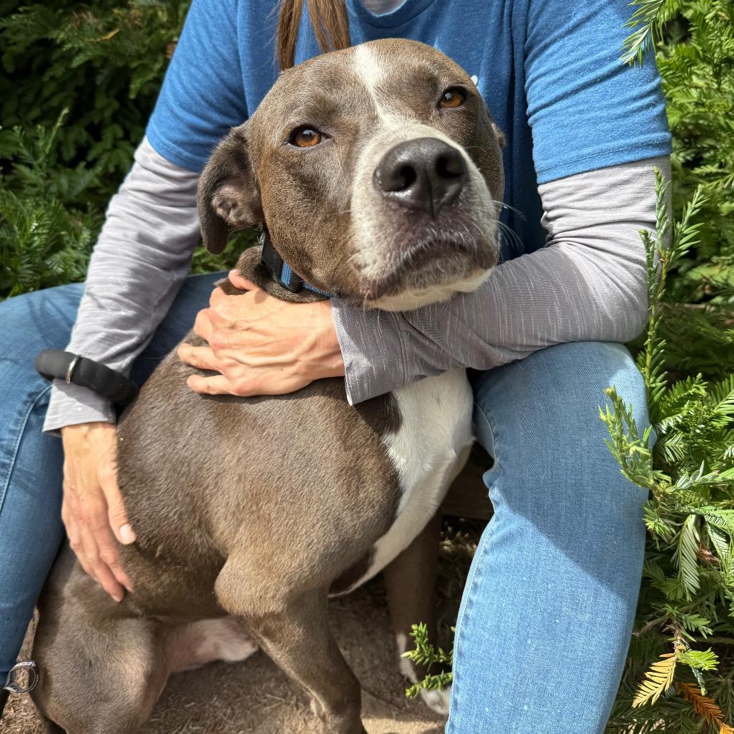 Enlarge Alex AKA Alkeidus, a Adoptable Mixed Breed in Fort Bragg, CA image 1/6