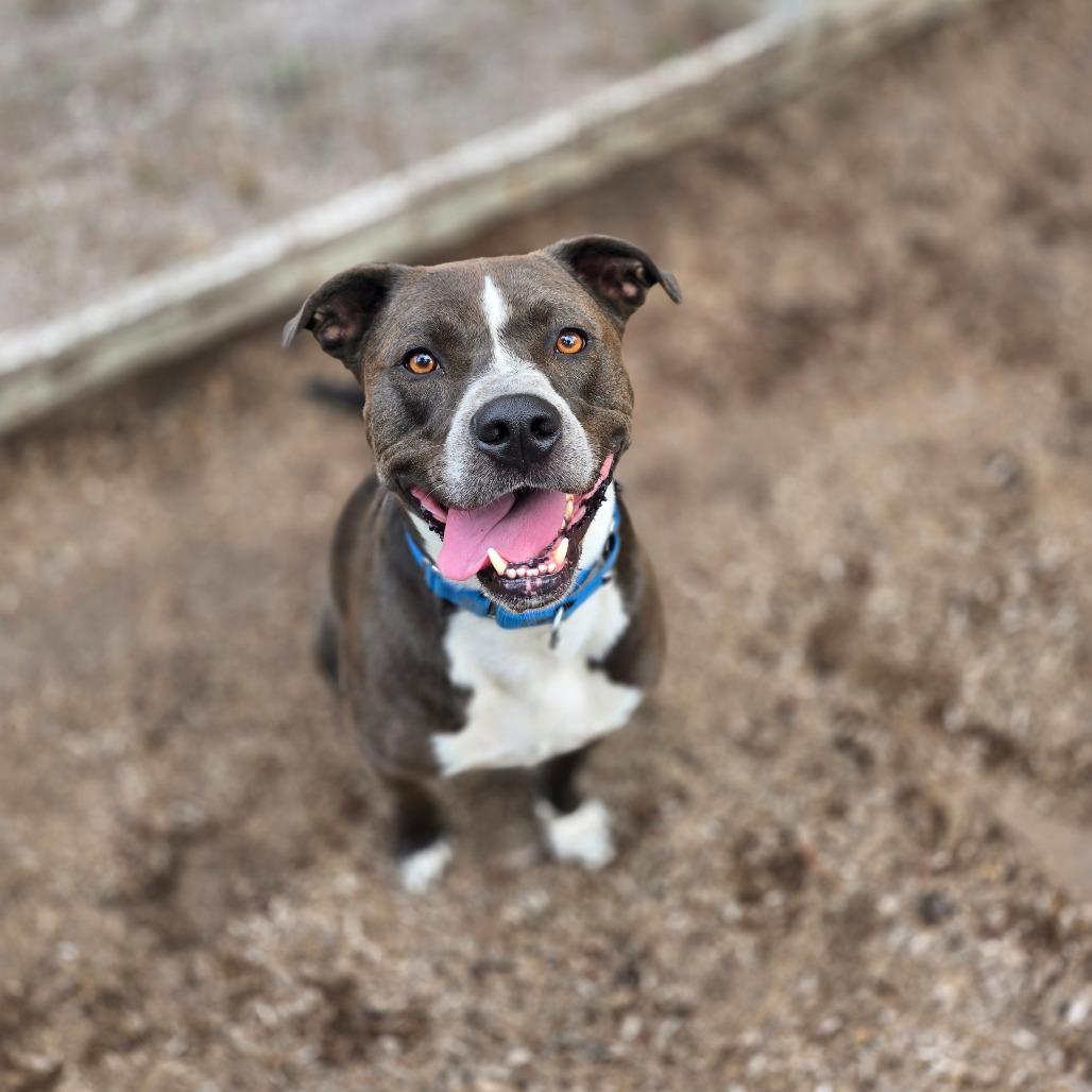 Enlarge Alex AKA Alkeidus, a Adoptable Mixed Breed in Fort Bragg, CA image 4/6