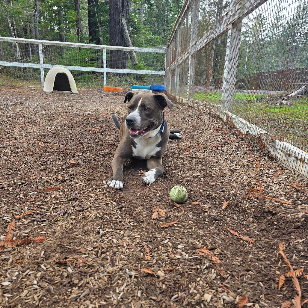 Enlarge Alex AKA Alkeidus, a Adoptable Mixed Breed in Fort Bragg, CA image 5/6