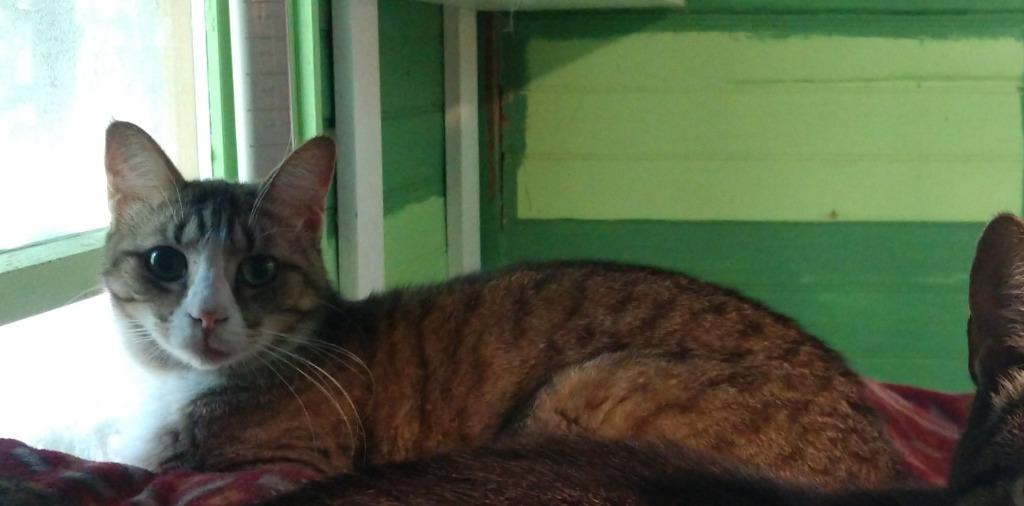 Archer, Adoptable, Adult Female Domestic Short Hair.