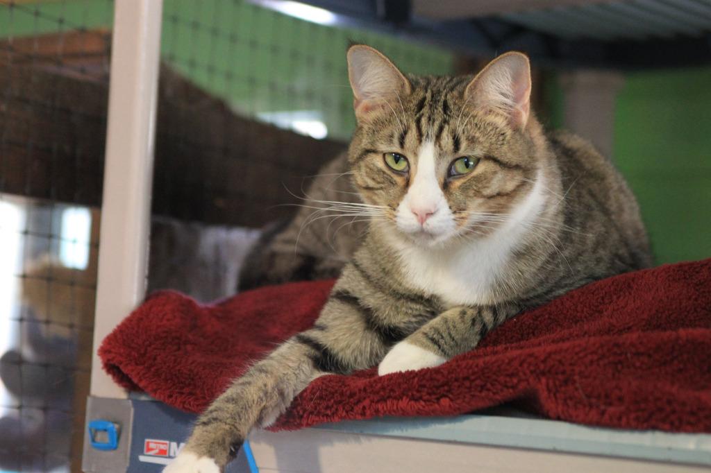 Enlarge Archer, a Adoptable mixed breed in Pittsboro, NC image 4/4