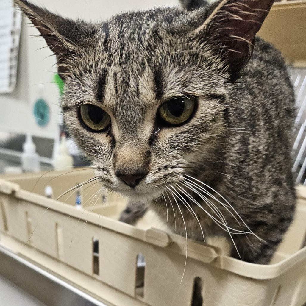 Brown Sugar, Adoptable, Young Female Domestic Short Hair.