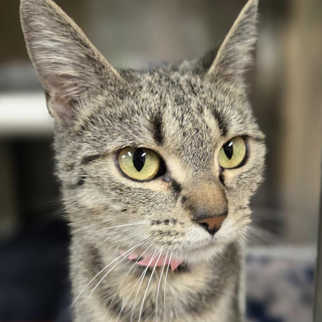 Enlarge Brown Sugar, a Adoptable Domestic Short Hair in Saint Cloud, MN image 2/2