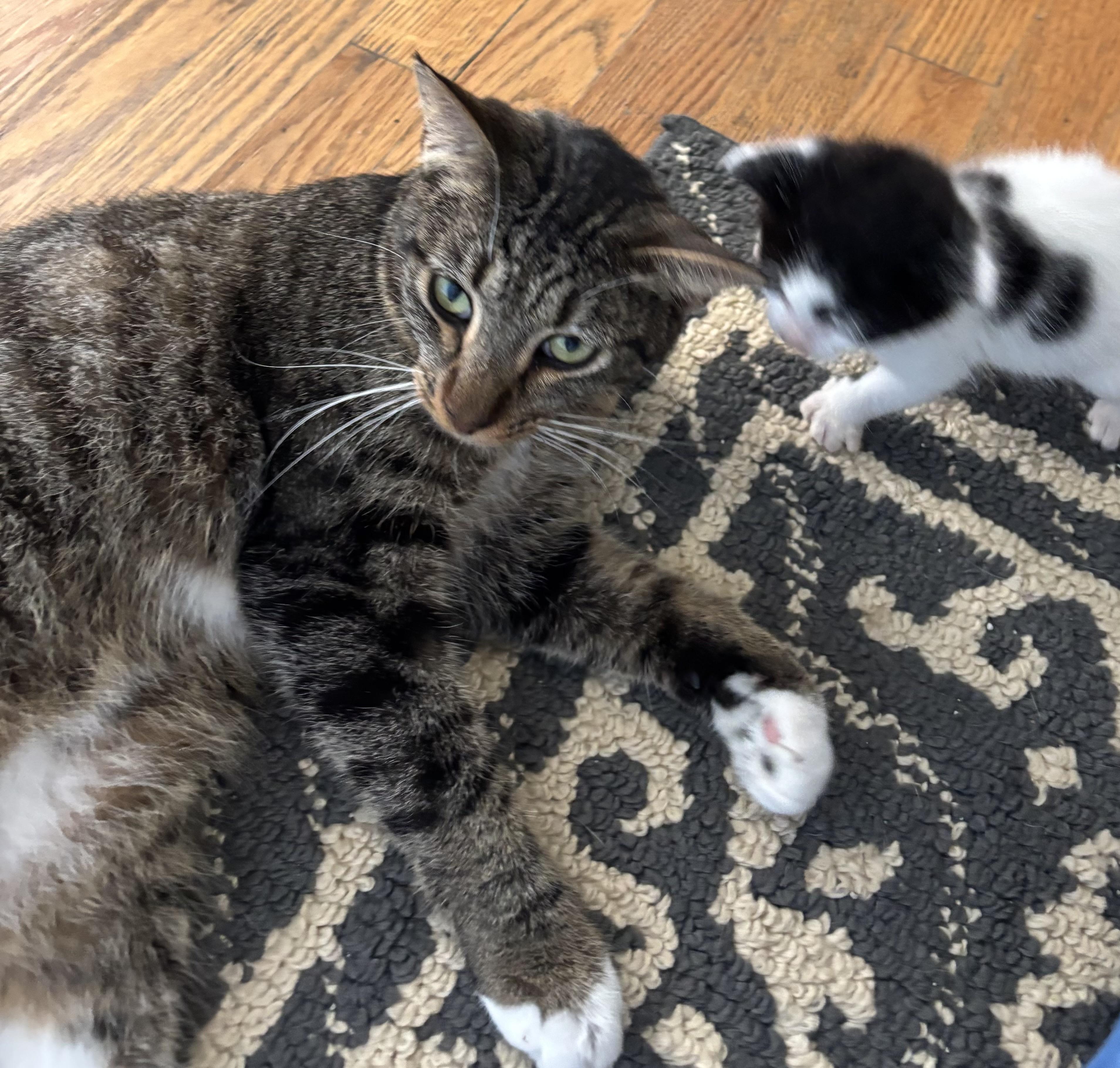 Enlarge Carli, a Adoptable Domestic Short Hair in Hemingway, SC image 1/2