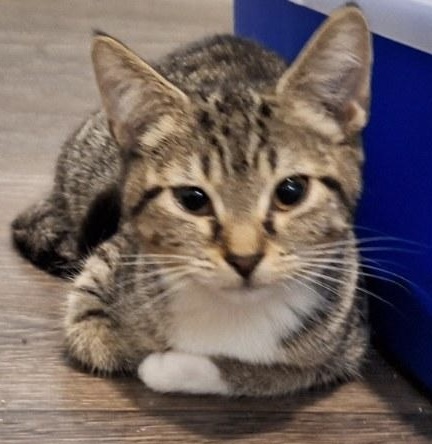 Enlarge Carli, a Adoptable Domestic Short Hair in Hemingway, SC image 2/2