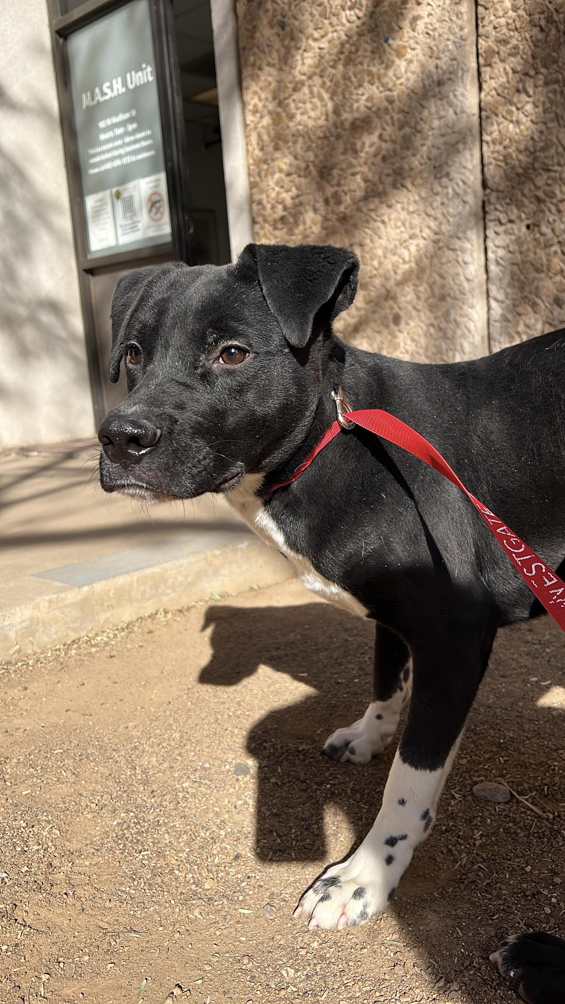 Ironhide 3970, Adoptable, Young Male Black Labrador Retriever & Boxer.