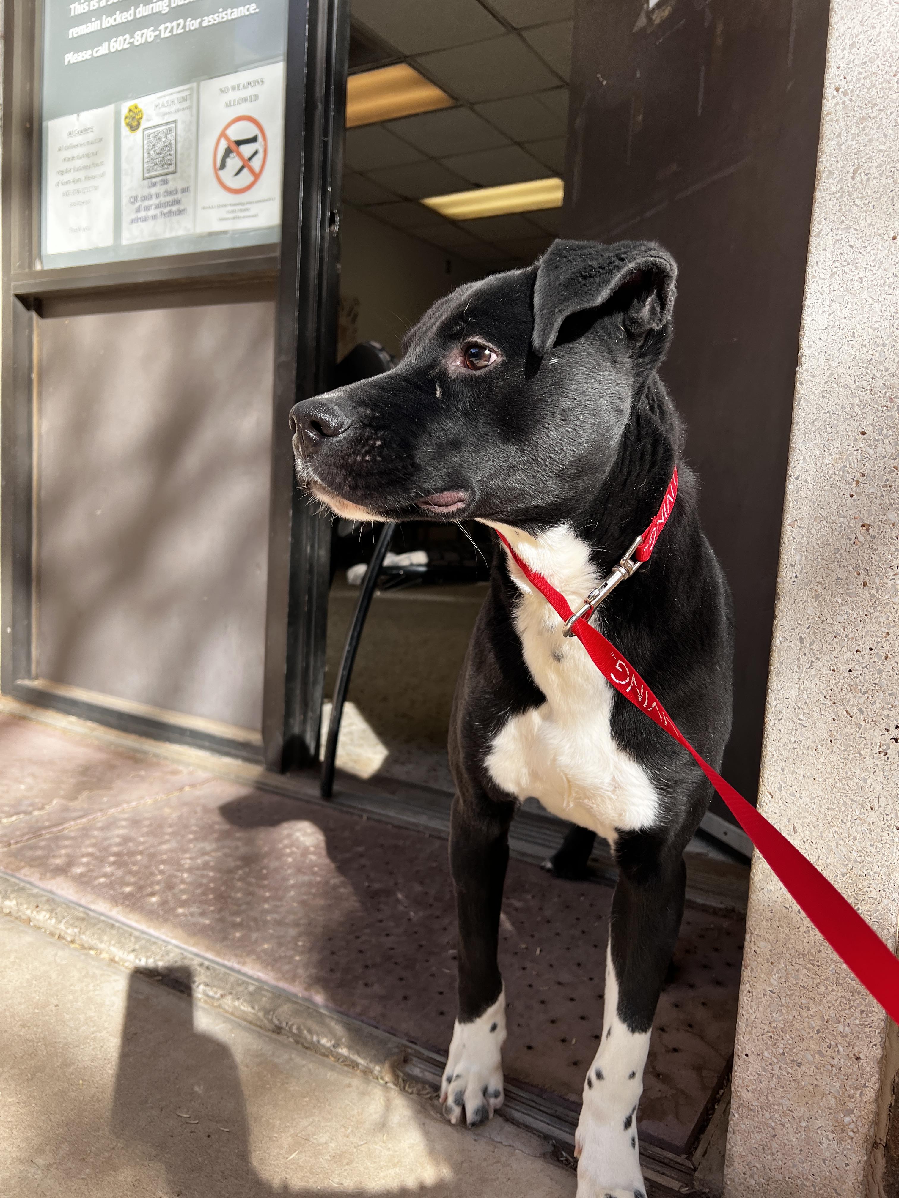 Ironhide 3970, a Adoptable mixed breed in Phoenix, AZ image 2/5
