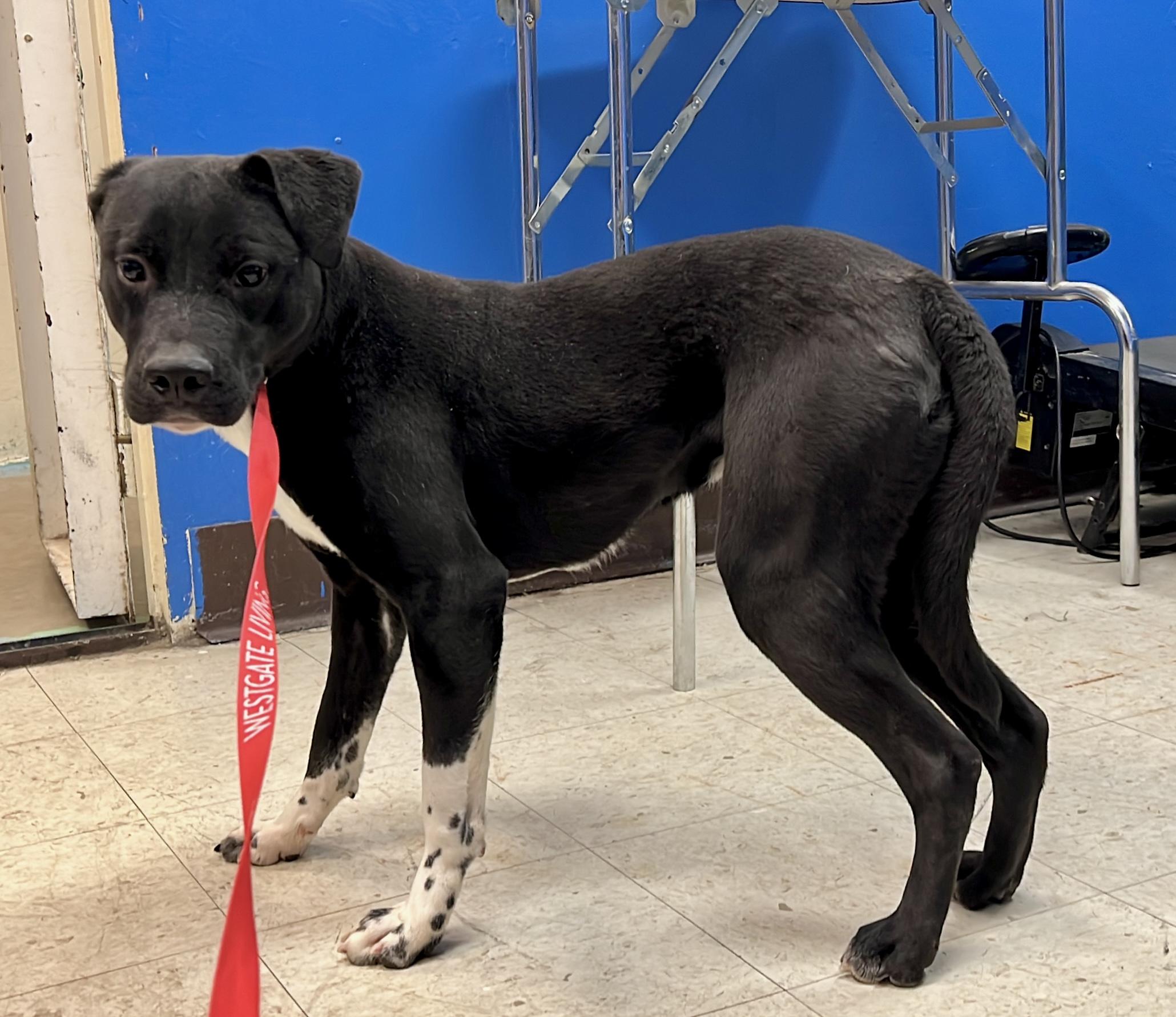 Ironhide 3970, a Adoptable mixed breed in Phoenix, AZ image 3/5