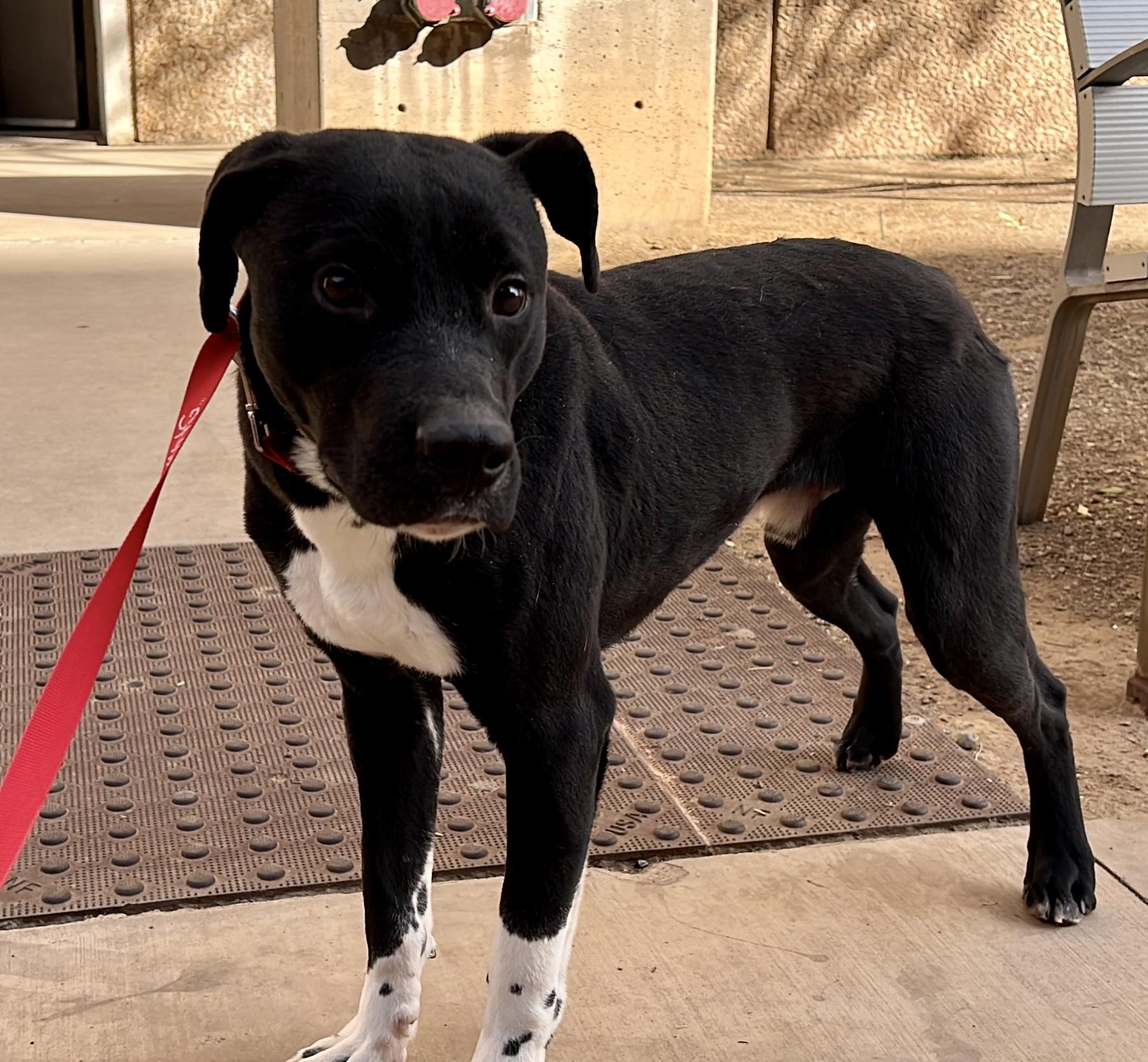 Ironhide 3970, a Adoptable mixed breed in Phoenix, AZ image 4/5